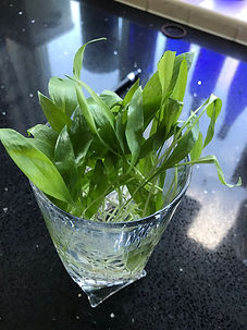 WILD GARLIC 2.jpeg