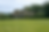 Cricket Pitch