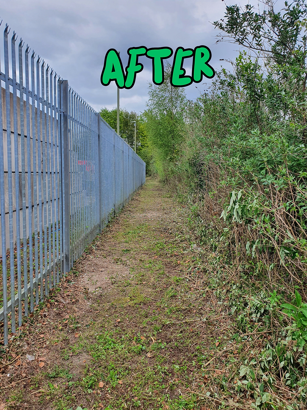 The Buddleia Path is Back!