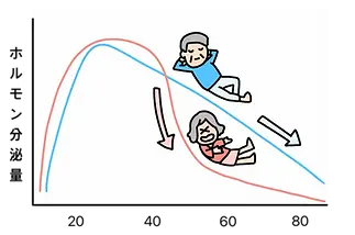 男性ホルモンと女性ホルモンの年齢別の推移の比較
