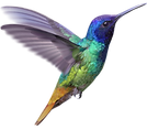 element kolibri