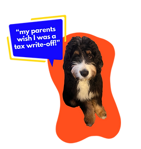 bernedoodle
