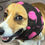 Thumbnail: Fleece Dog Snood/Ear Muffs