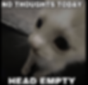 A close-up meme of a white cat looking blankly into the camera with the text "NO THOUGHTS TODAY, HEAD EMPTY."