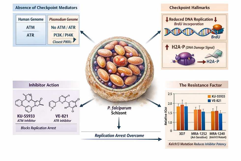 A high-detail, medical-style illustration of a P. falciparum schizont surrounded by four informational panels. The panels use a warm tan and blue color scheme, featuring chemical structures for inhibitors KU-55933 and VE-821, a DNA double helix, and a bar graph showing relative IG50 levels.