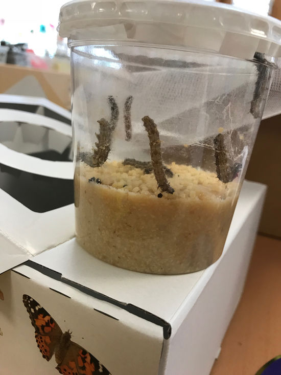 Ein kleines Wunder - Kinder begegnen Natur