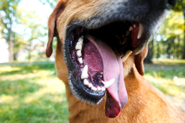 very happy yellow lab mix with tongue out inside park in New York with white clean teeth