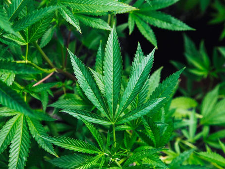 Medicinal Cannabis in the Workplace