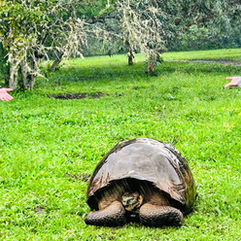 Galapagos : 10 Days Of Darwinian Delights