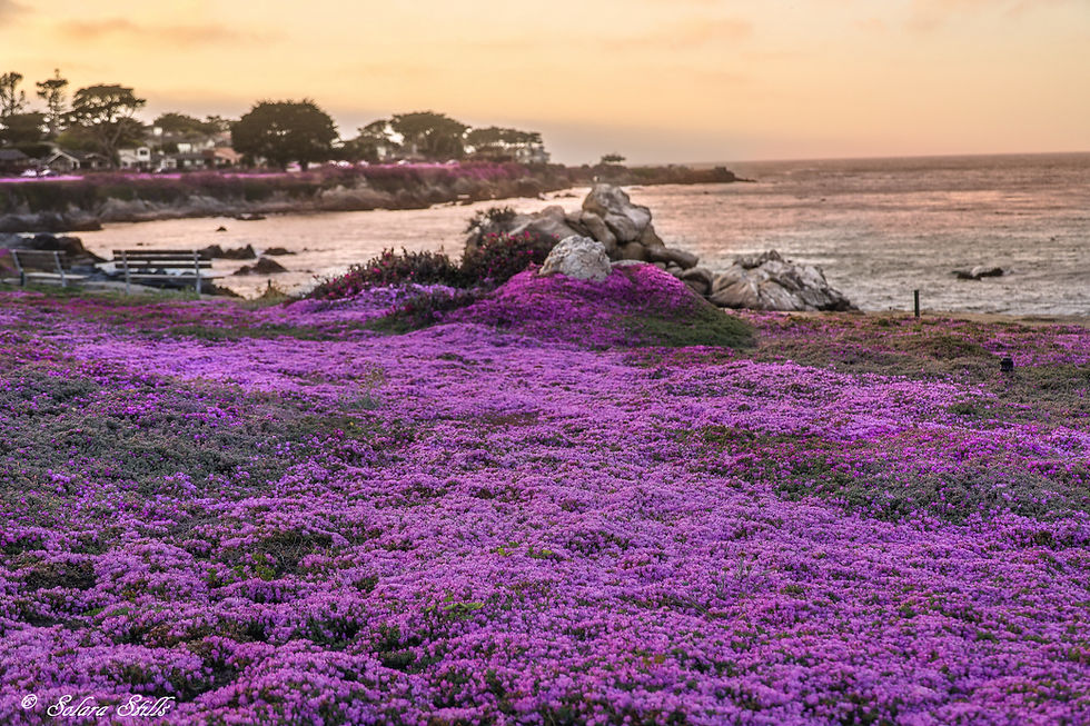 Purple Carpet of Pacific Grove