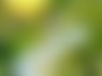 Calla Lily Valley