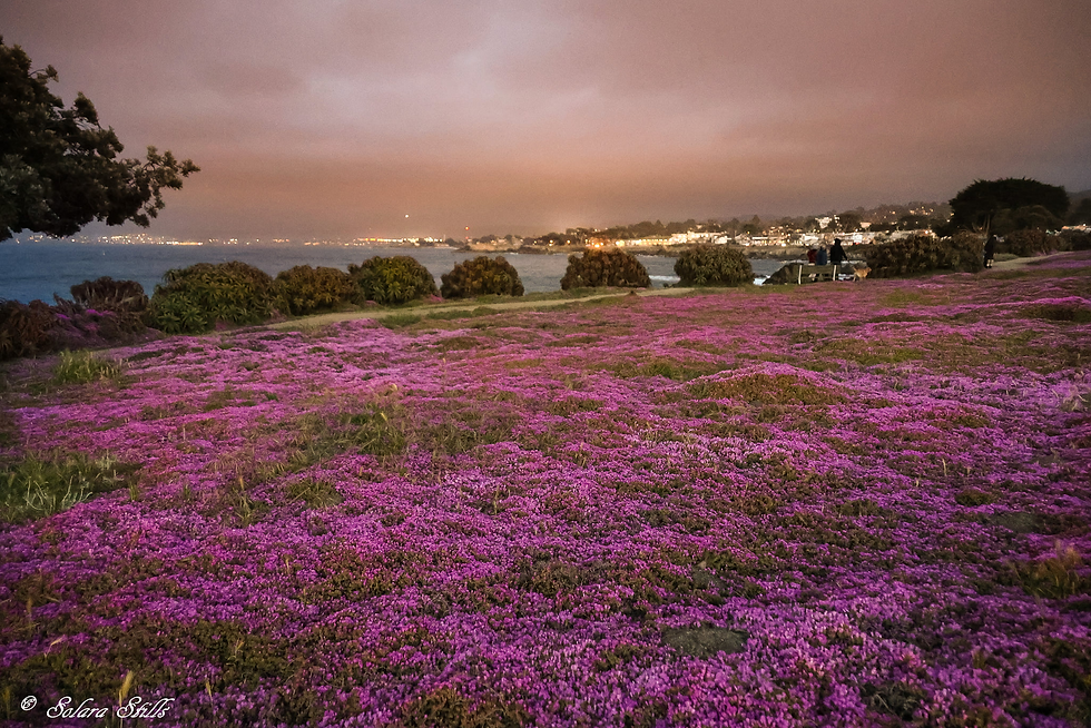 Purple Carpet of Pacific Grove