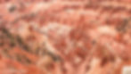 The hoodoos of Cedar Breaks National Monument