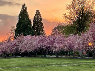 Stop & Smell The Cherry Blossoms
