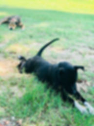 pack_pride_dogs_.jpeg