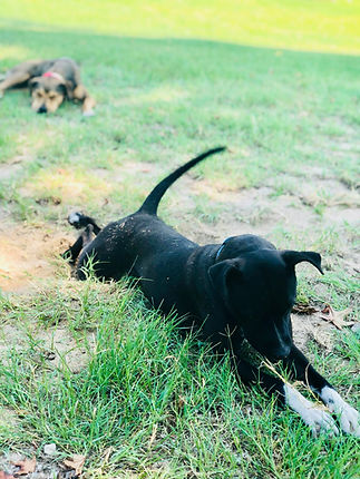 pack_pride_dogs_.jpeg