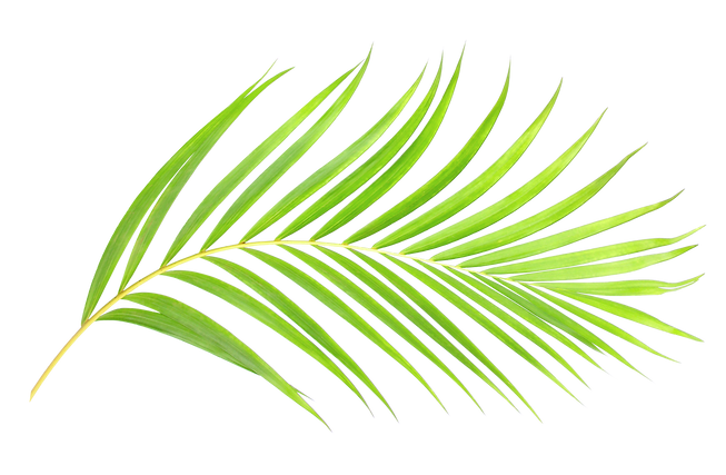 A green leaf from a palm tree