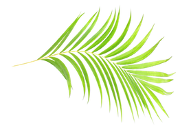 A green leaf from a palm tree