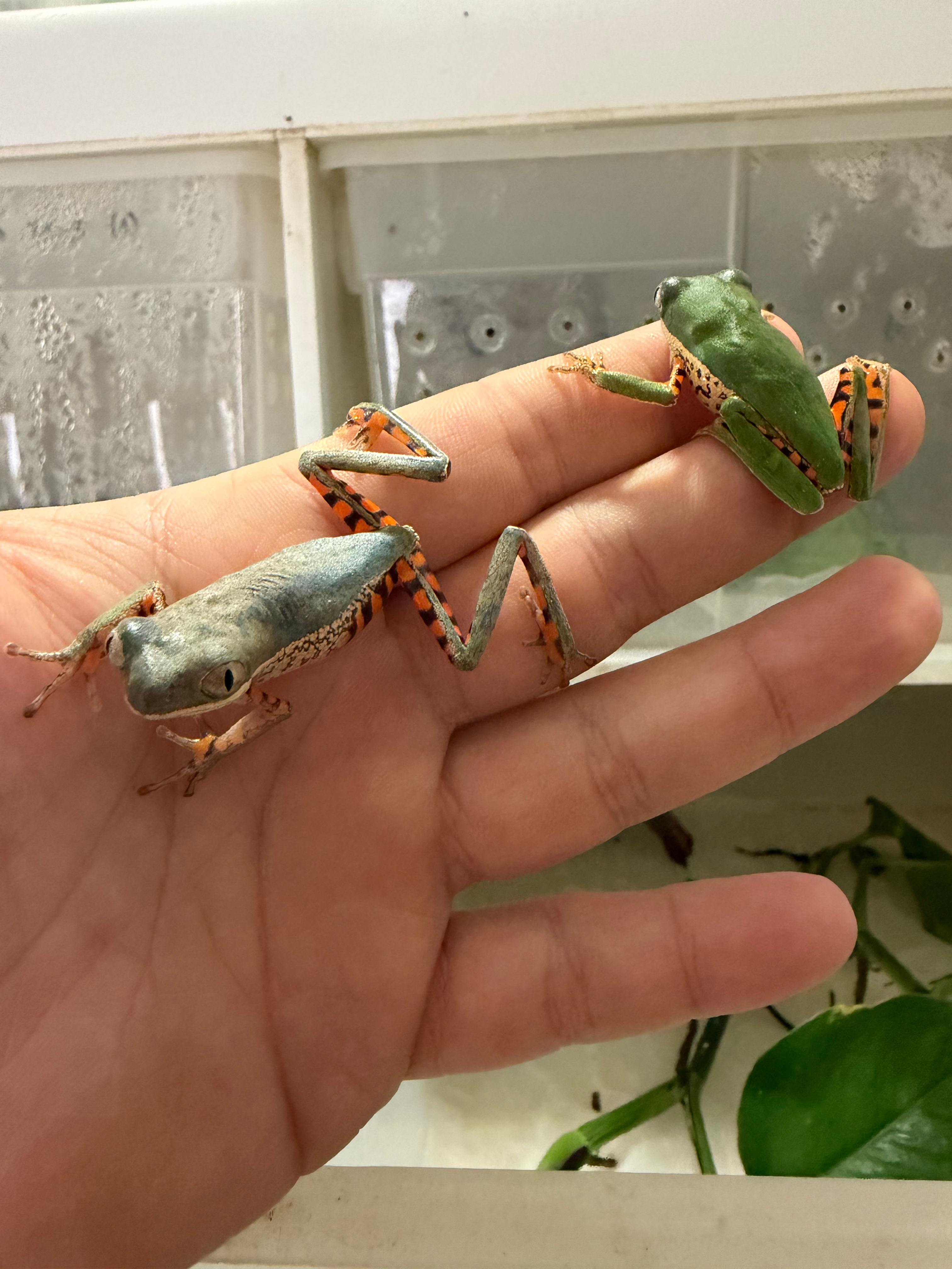 phyllomedusa hypochondrialis