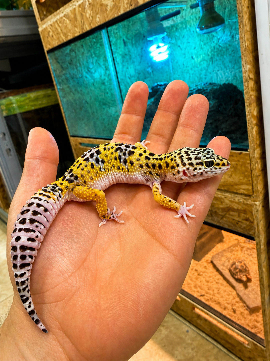 Gecko leopardo melanistic hembra 