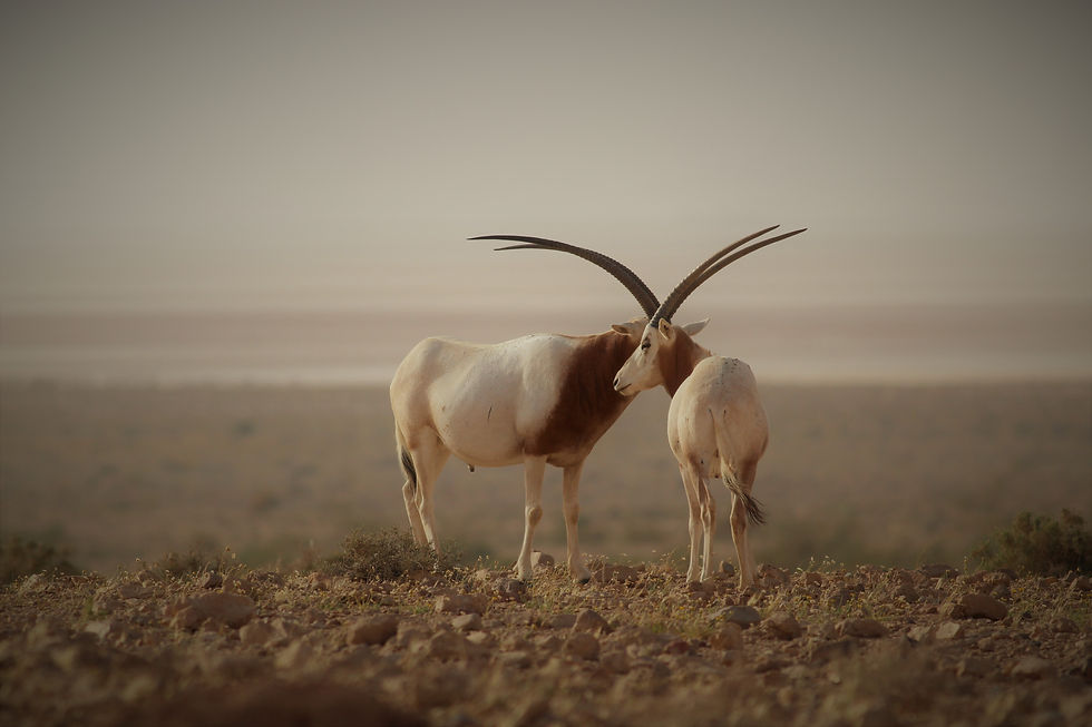Scimitar-Horned_Oryx_(Oryx_dammah).jpg