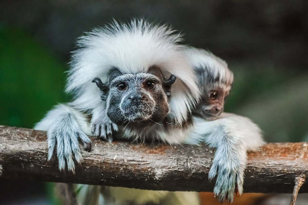 sagui-cabeca-algodao-filhote.jpg