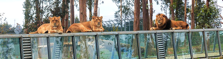 zoo-sto-inacio-g_edited_edited.jpg