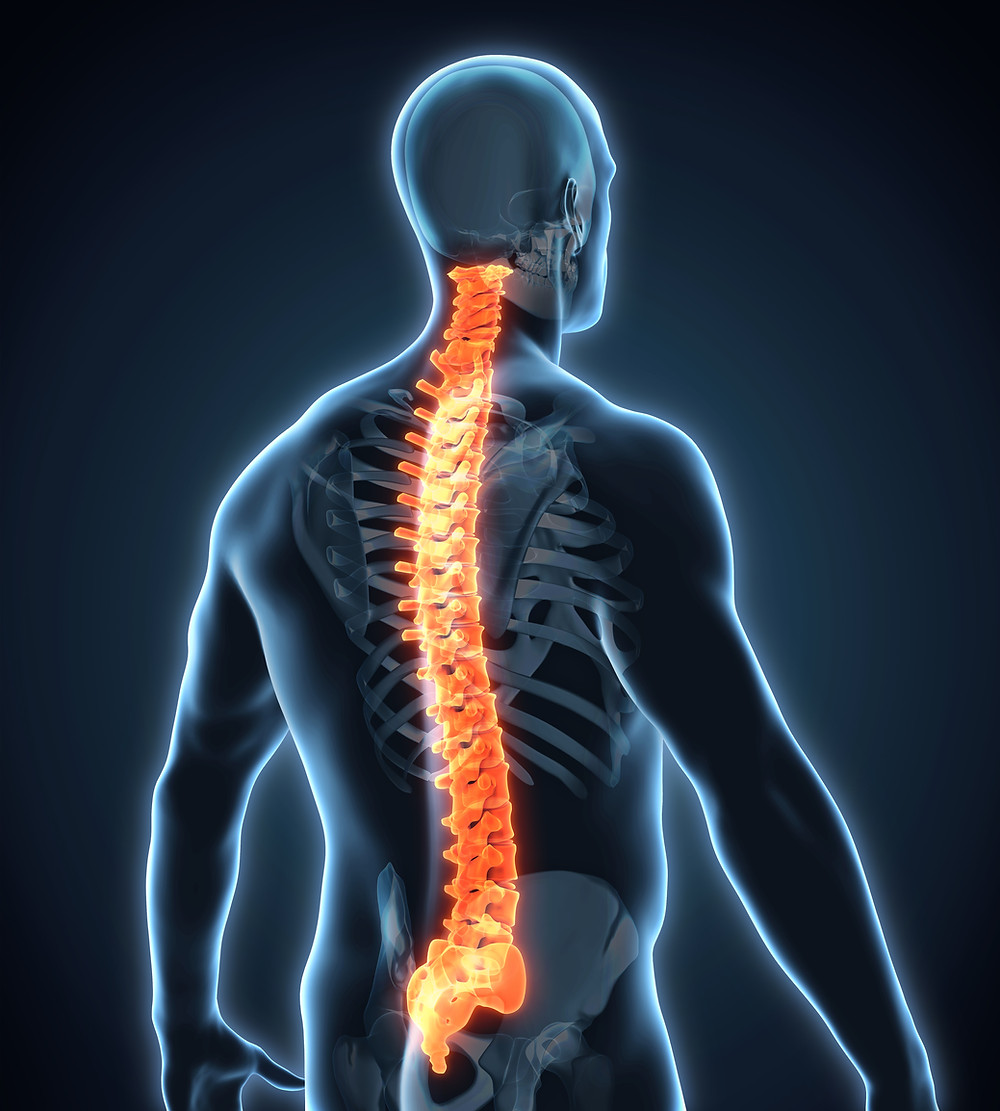 A man form behind with a glowing spine, showing that the spine is the foundation of the body.