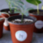 Thumbnail: Plants Rooted in Intention