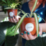 Plants Rooted in Intention