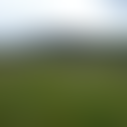 Vestígios de Floresta Primitiva