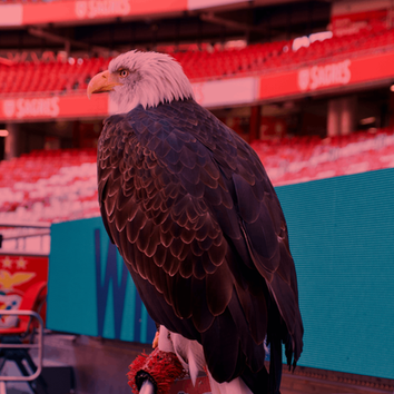 Águia, símbolo do SL Benfica | Imagem de Niccolò Chiamori no Unsplash