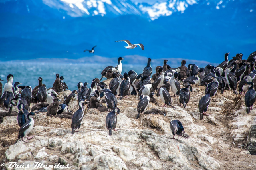 Pinguins fotografados por Brás Mendes