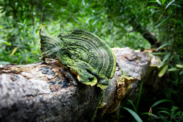Magical nature