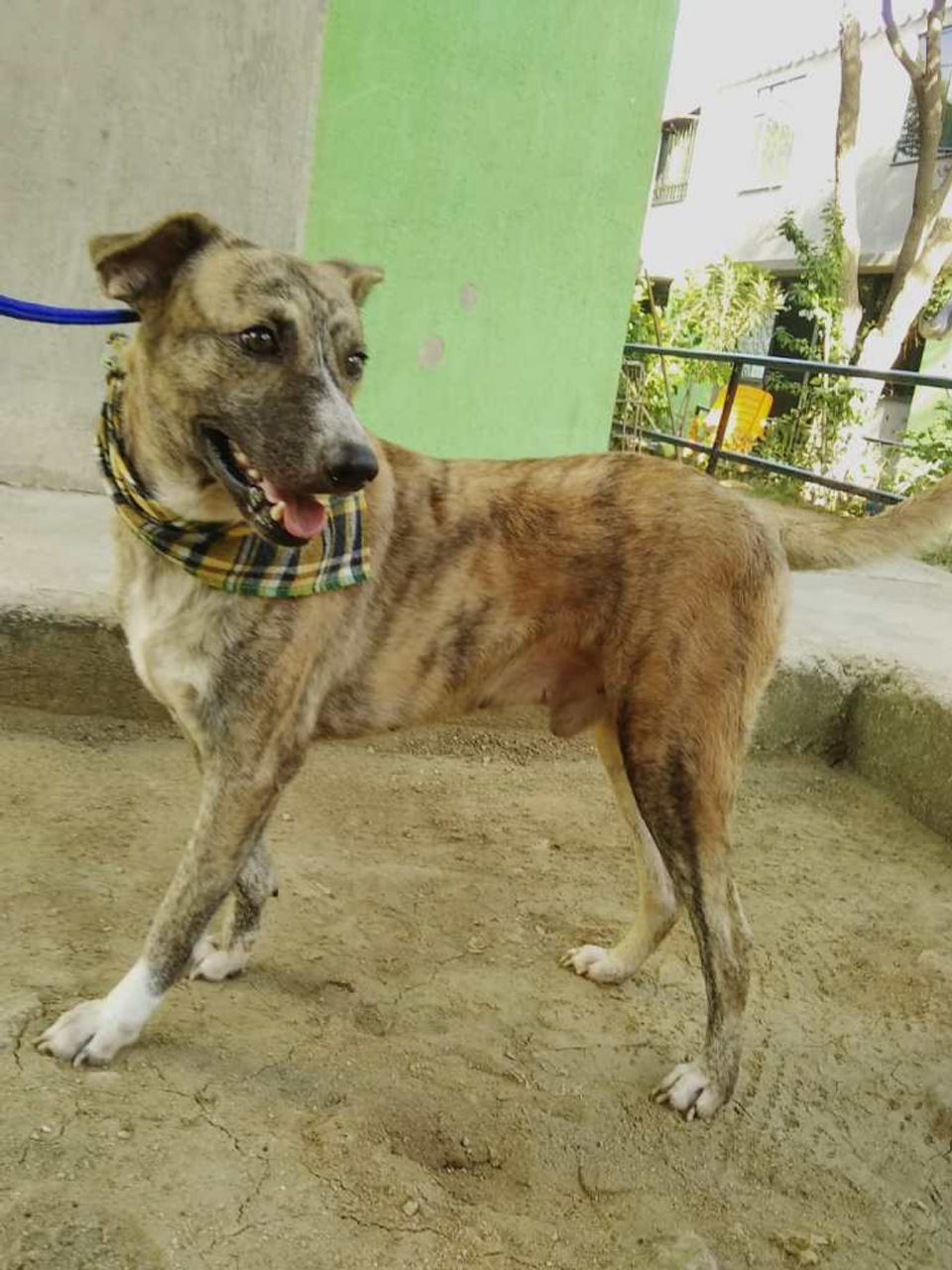Perro criollo llamado Ceviche