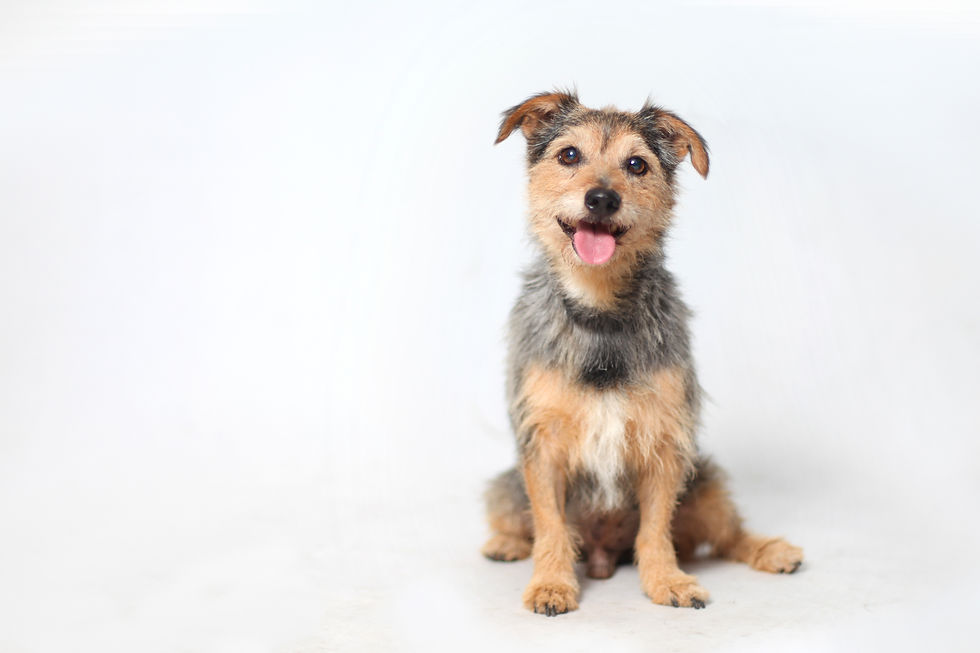 perro criollo posando para la cámara