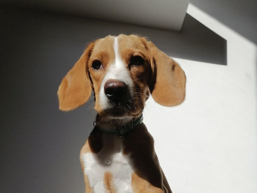 Joy, perrita criolla