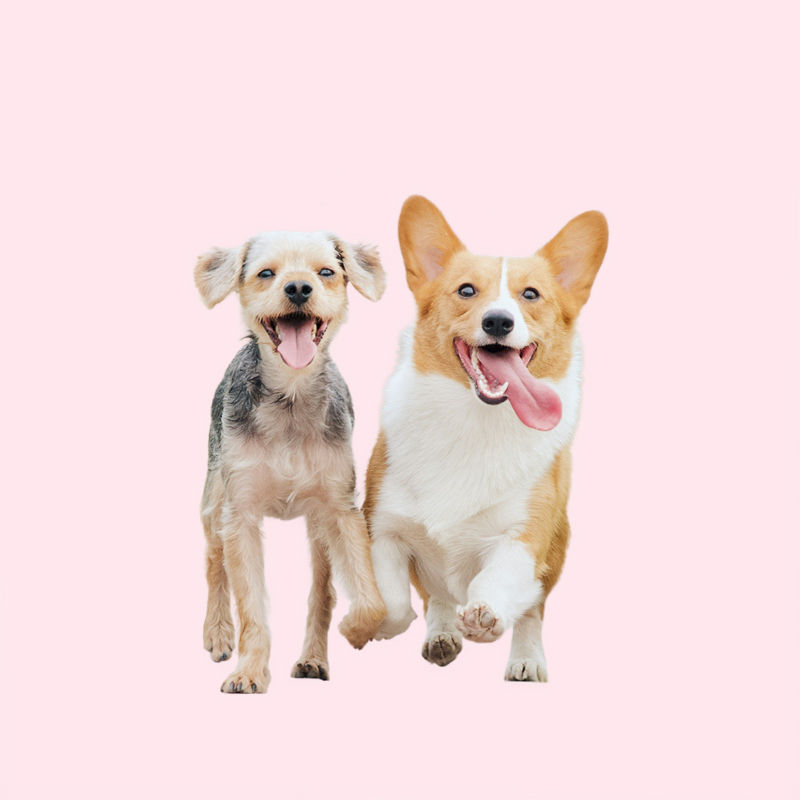 Dogs-header-2.jpg