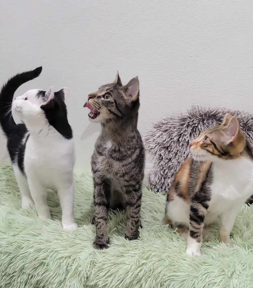 Kittens