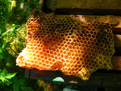 Rucher Pringy 2008 (2)