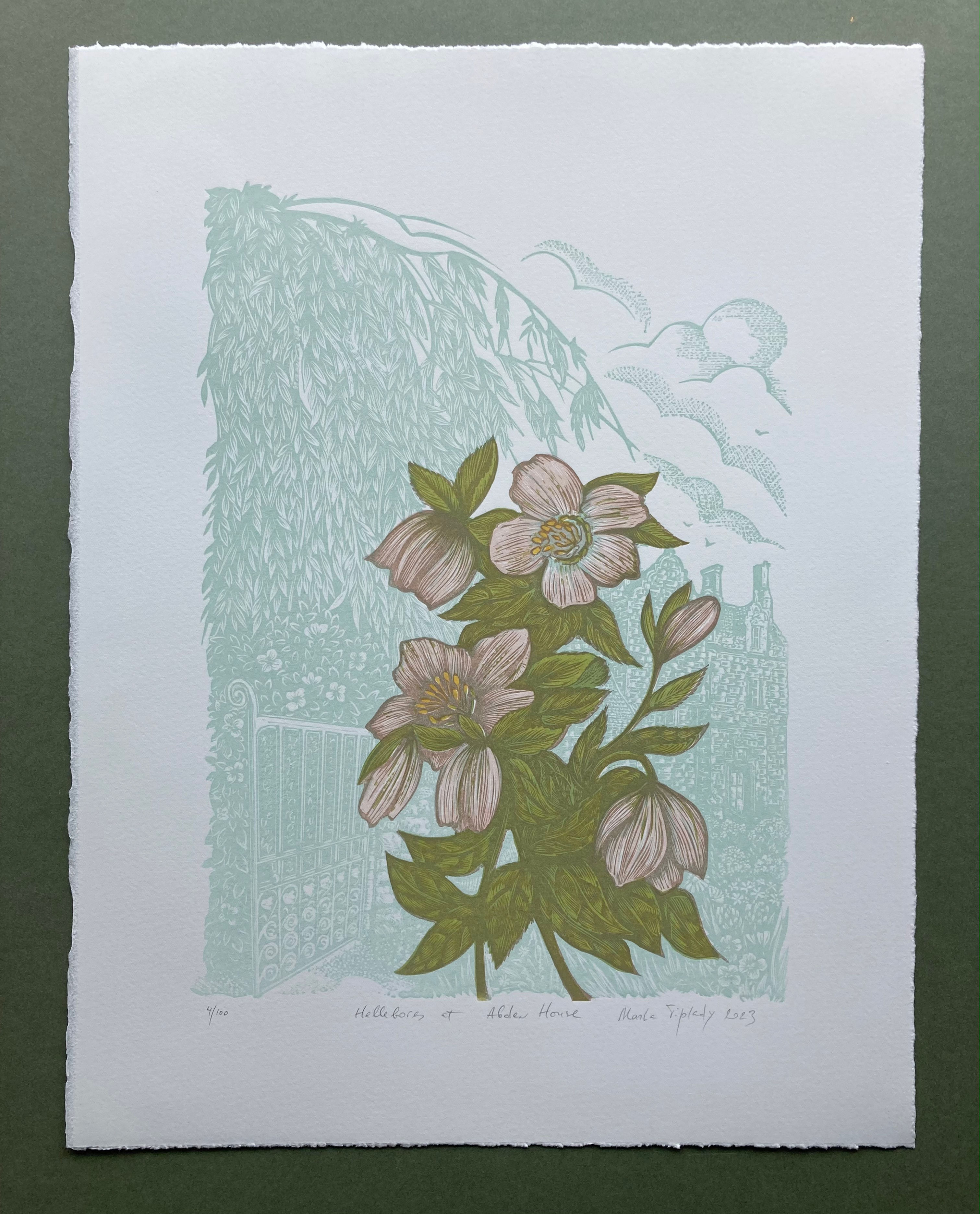 Hellebores at Abden House