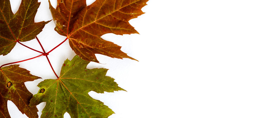 Fall leaves arranged over white background
