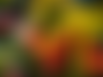 CARWOOLA GAZETTE - December 2020 Vol 34