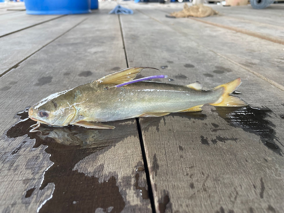 Which Marine Catfish Did you Catch?