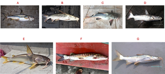 fish collage.png