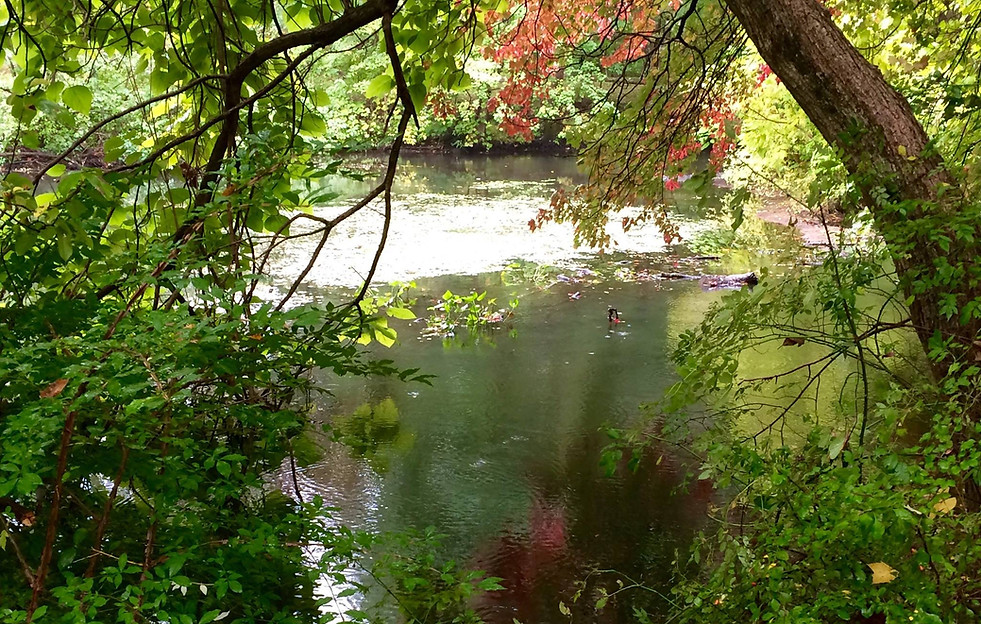 Mill River in the fall
