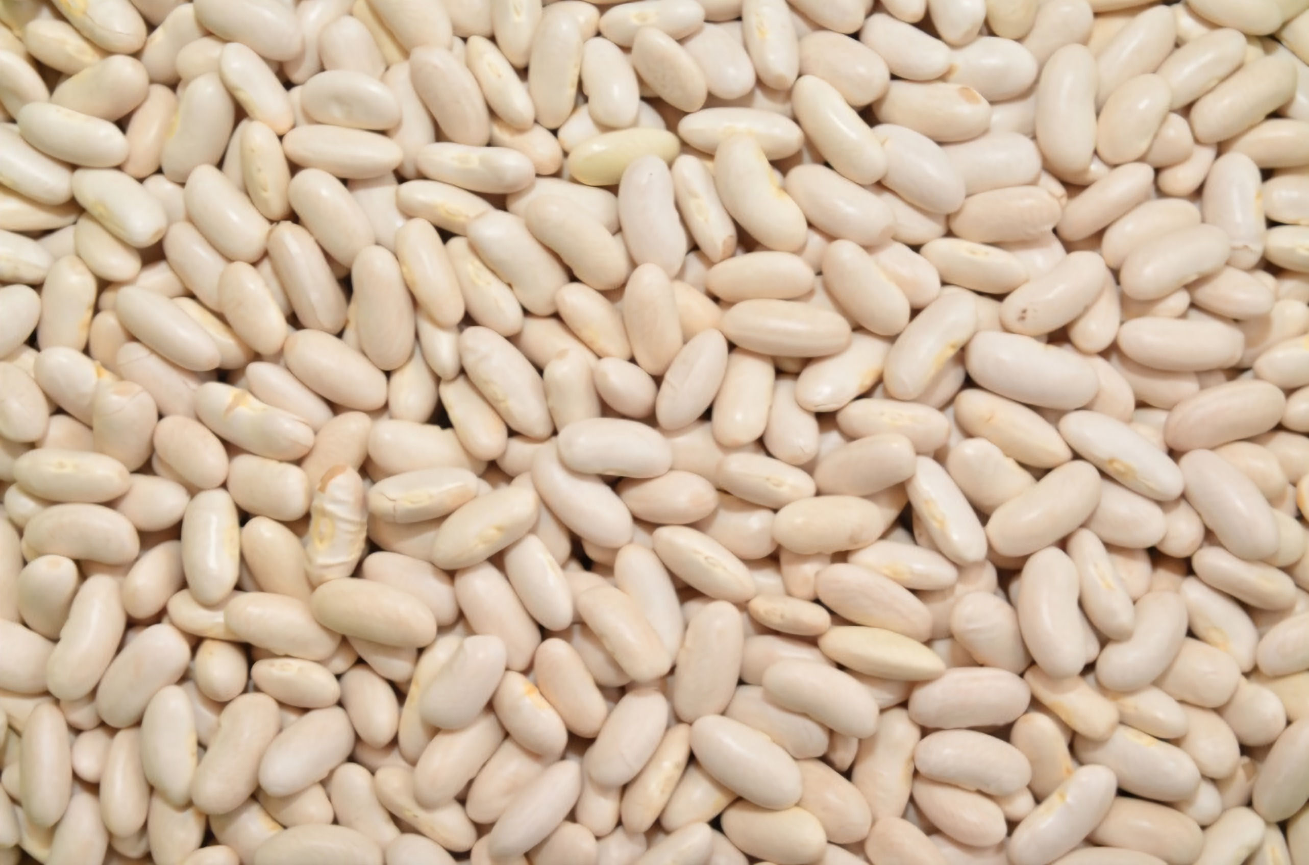 White Kidney Beans (Cannellini Beans)