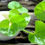 Thumbnail: Brahmi Powder