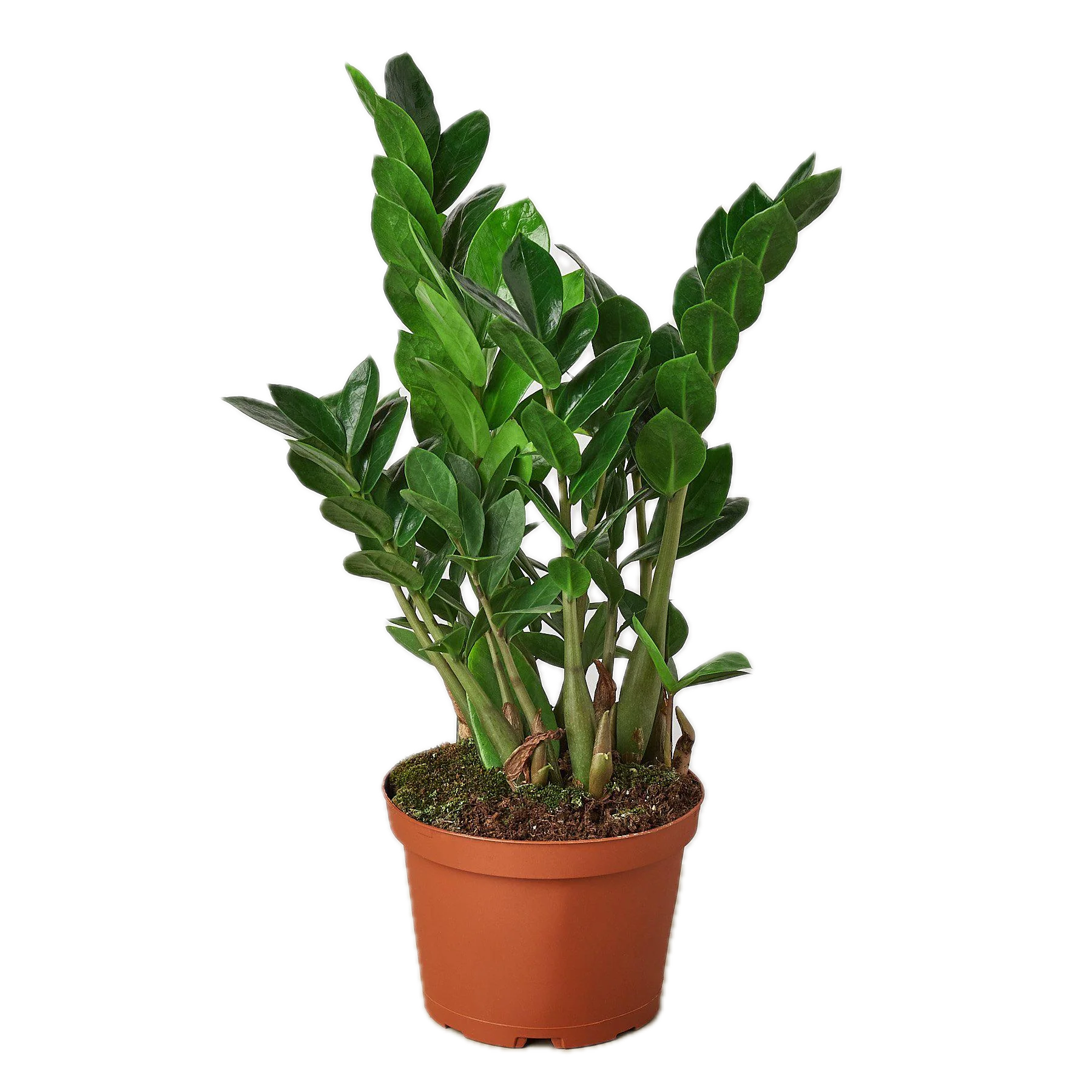 Zamioculcas Zamiifolia (Planta ZZ)