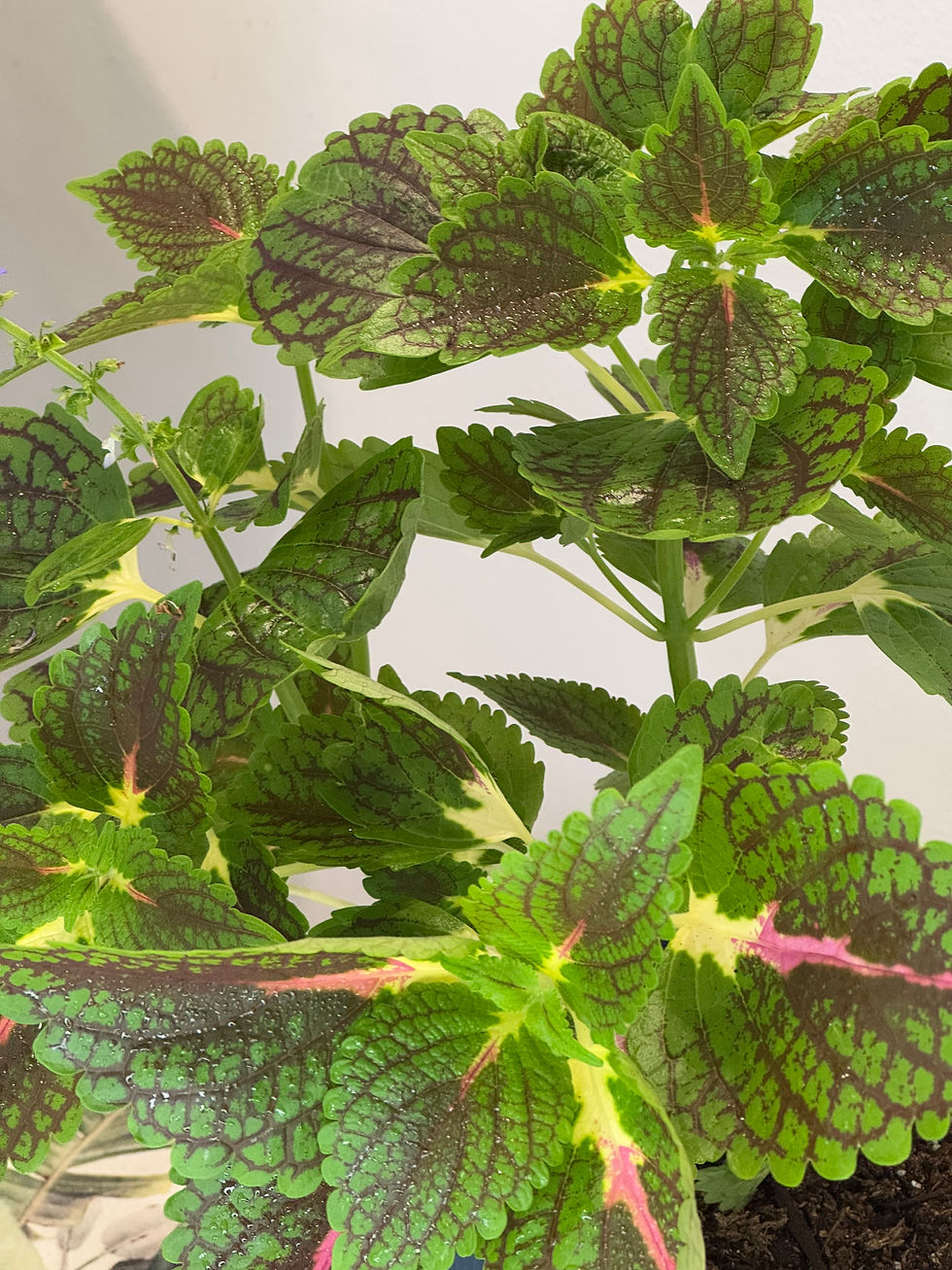 Miniatura: Begonia Rex (Begonia Rey)